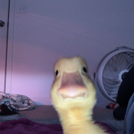 Demon Duck