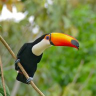 GenericToucan