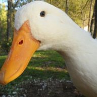 ImmortalDuck