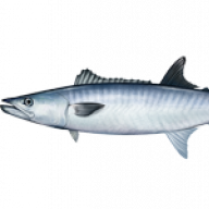 KingMackerel