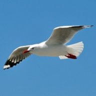 Seagull
