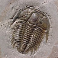 lord trilobite