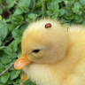 DukeDuck