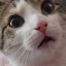 Cynwrig