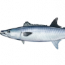 KingMackerel