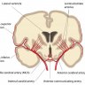 Ganglia