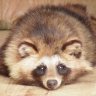 Ferreae