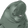 t-dugong