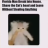 Bruh121