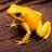 lemonfrogs