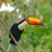 GenericToucan