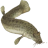 Aoloach