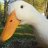 ImmortalDuck