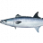 KingMackerel