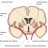 Ganglia