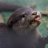 Otter