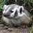 Lurking_Badger