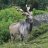 Al the Mountain Goat