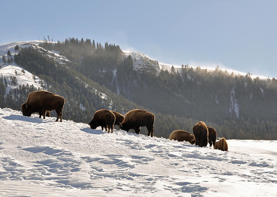 winter-bison-herd-in-yellowstone-bruce-gourley.jpg