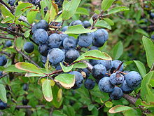 220px-Closeup_of_blackthorn_aka_sloe_aka_prunus_spinosa_sweden_20050924.jpg