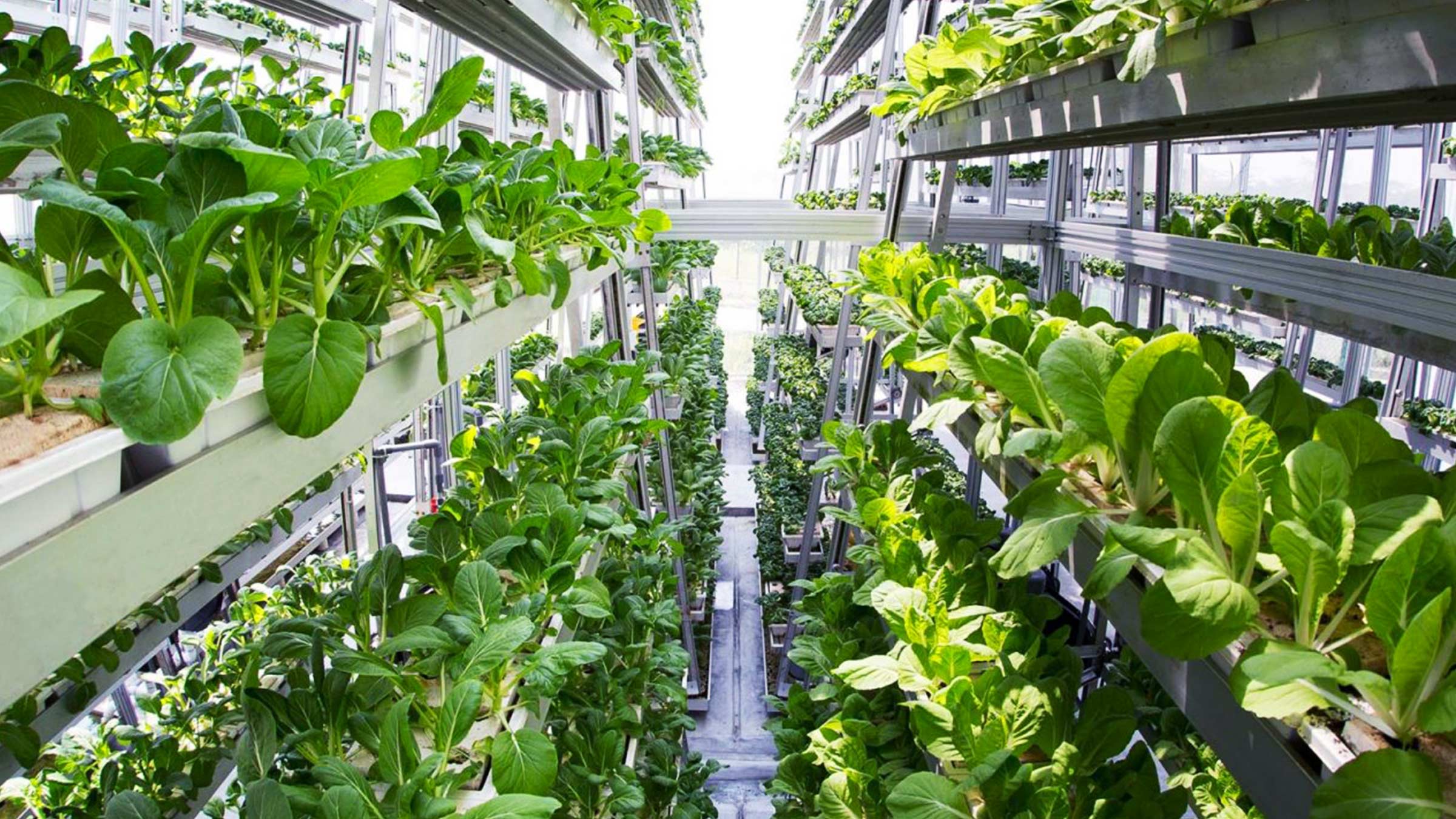 VerticalFarming1.jpg