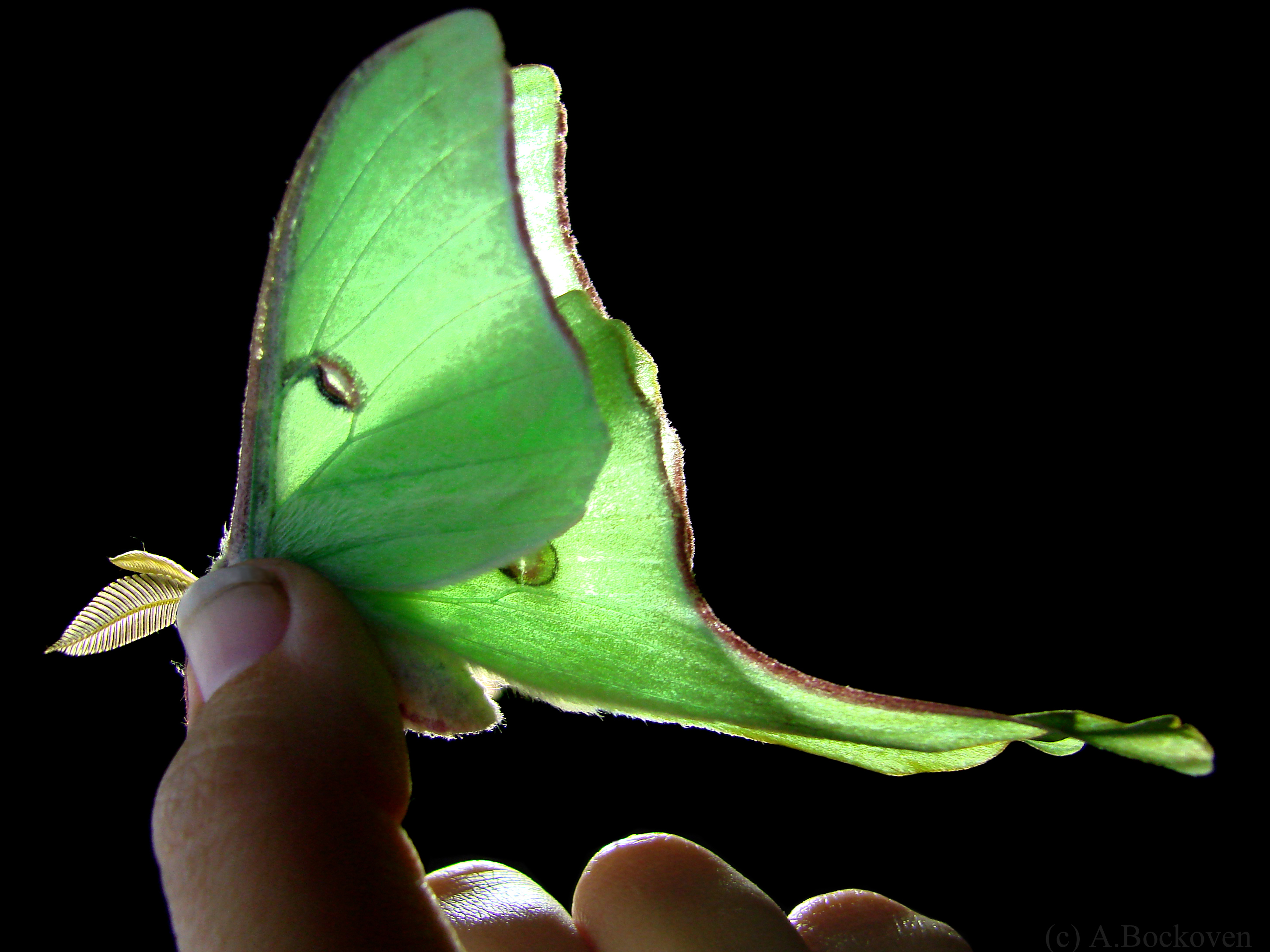 saturniidae-luna-moth-backlit.jpg