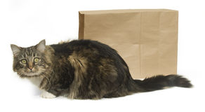 cat-s-out-bag-5123317.jpg