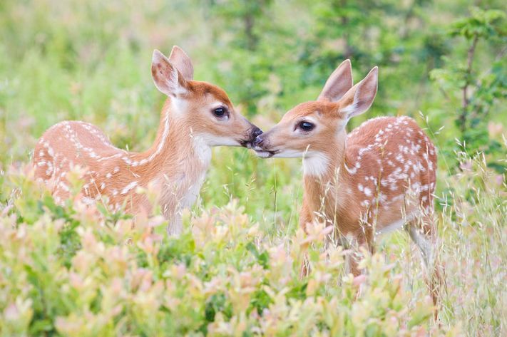 December-19-2011-01-20-56-fawn.jpg