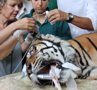 tiger-treatment.jpg