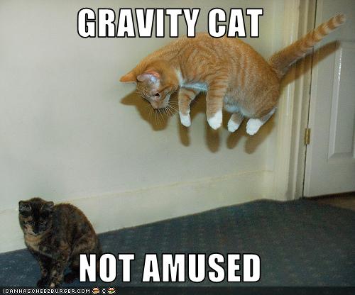 Gravity_cat_not_amused.jpg