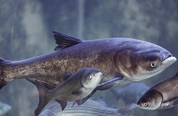 360_carp_0202.jpg