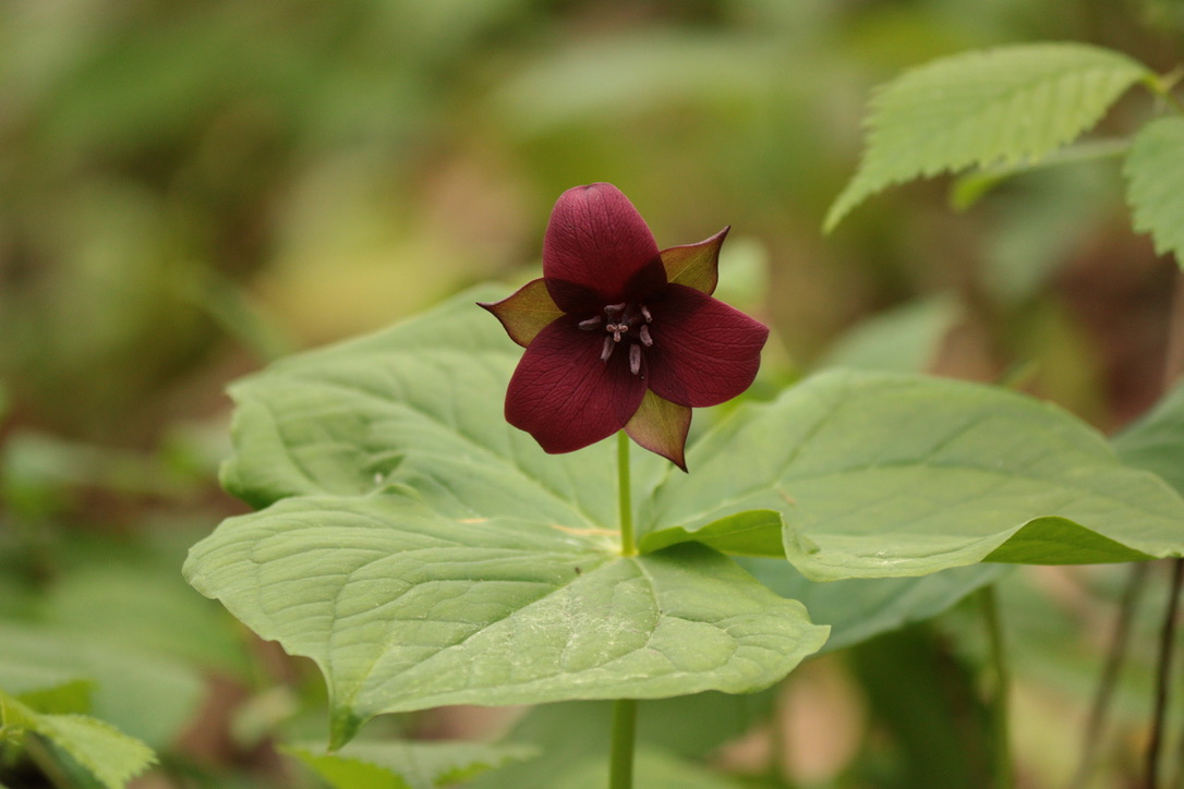 Trillium_erectum_-_Coffee_County%2C_TN.jpg