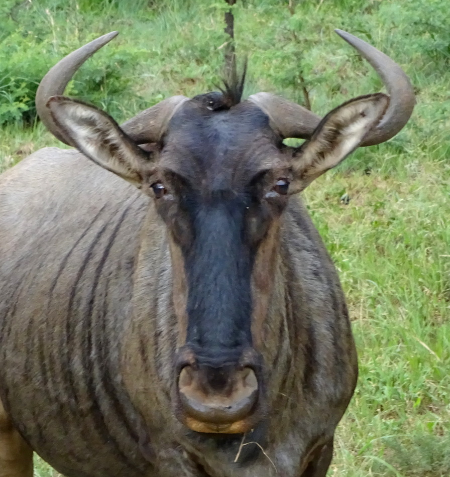 SA-Spioenkop-wildebeest-4-sq-950x-.jpg