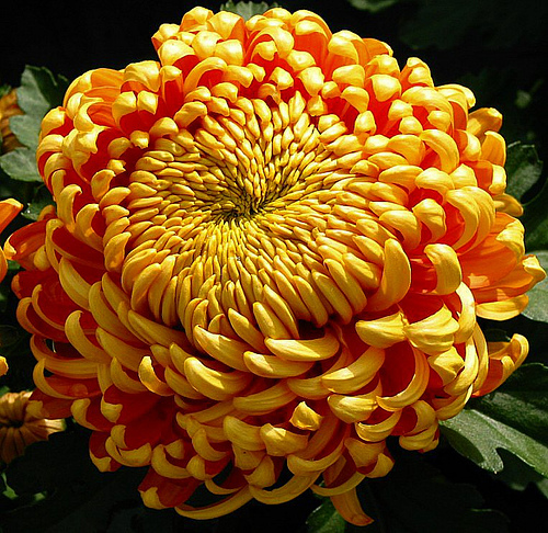 Chrysanthemum.jpg