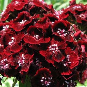 Dianthus-Heart-Attack.jpg