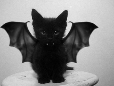 adorable-bat-black-kitten-costume-cute-Favim.com-433050.jpg