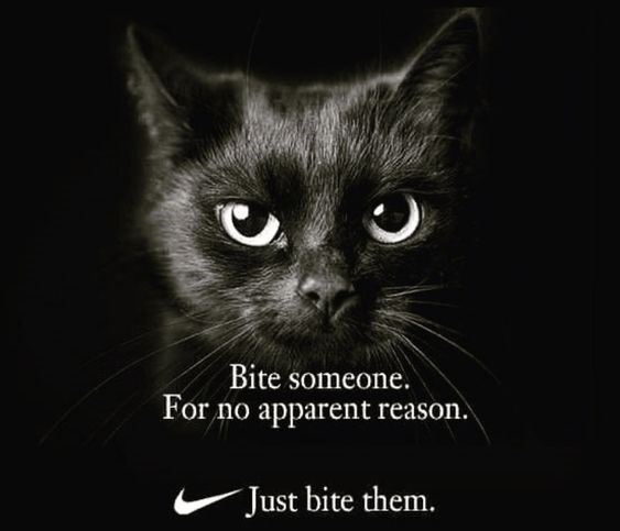 cat-bite-someone-no-apparent-reason-just-bite-them