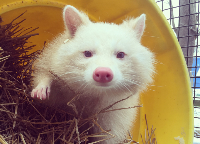 Meeko-Bucket-682x491.jpg