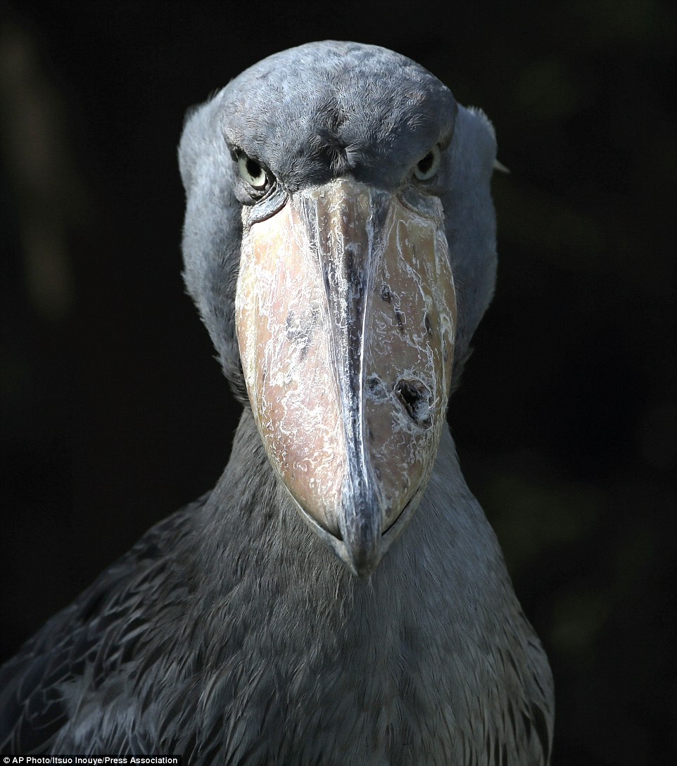 241E61EA00000578-2877388-The_shoebill_takes_his_ugliness_very_seriously_indeed_His_huge_b-a-56_1419430446294.jpg