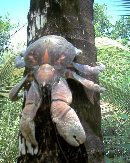 coconut_crab_01.jpg