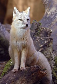 220px-Vulpes_corsac.jpg