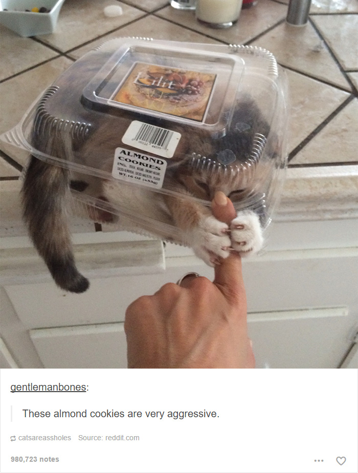 funny-tumblr-cats-17-5811ce7ac0676__700.jpg