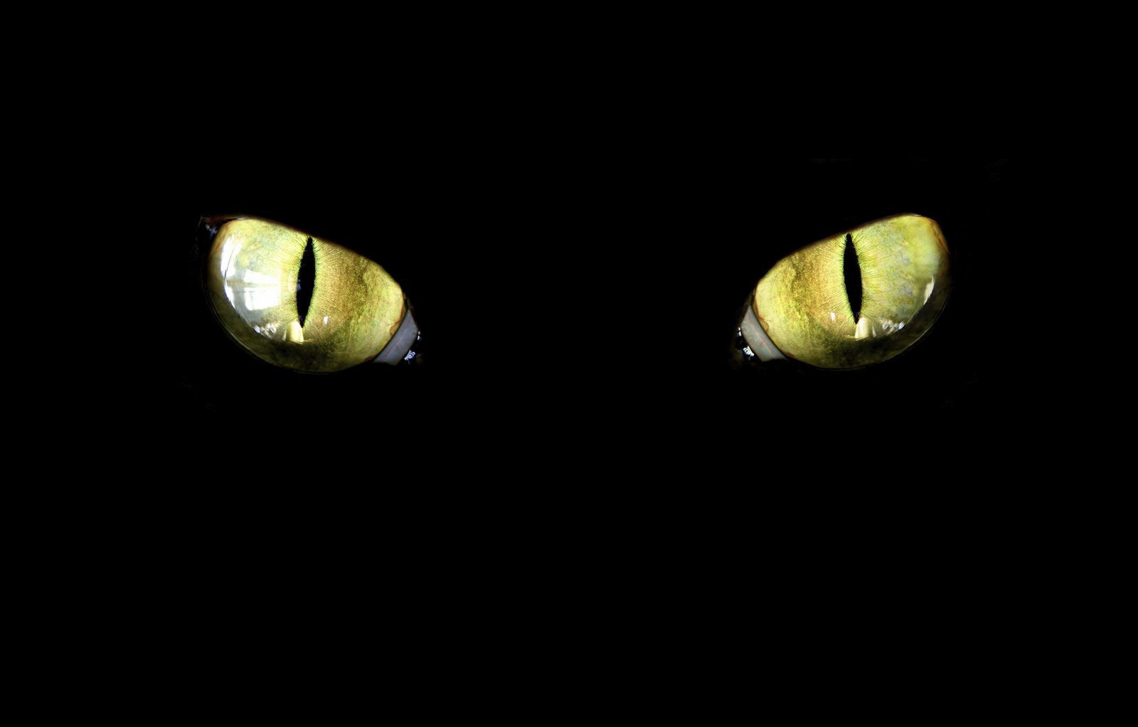 Cat_eyes.jpg