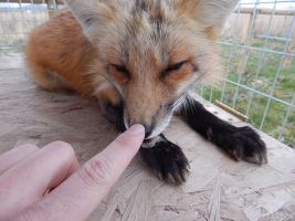 boop_fox_has_been_booped_by_nintendo1889m-d7q8ftz.jpg